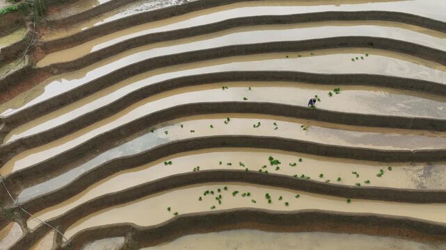 Hmong farmers prepare their fields and plant rice on terraced fields in Mu Cang Chai, Yen Bai. Photo taken in Yen Bai on June 22, 2025.