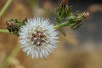 Dandelion seed head with pappus releasing seeds