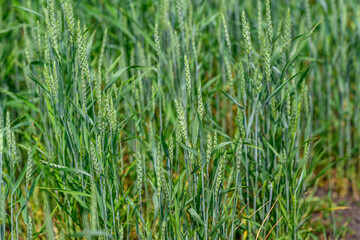 A Healthy Wheat Crop Thriving and Growing Beautifully in an Open Field Under the Sun