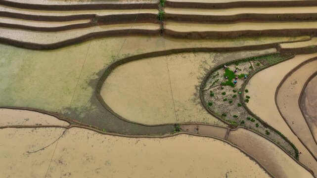 Hmong farmers prepare their fields and plant rice on terraced fields in Mu Cang Chai, Yen Bai. Photo taken in Yen Bai on June 22, 2025.