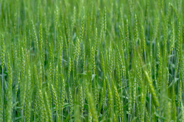 A Lush Green Field of Grain Sprouts in Their Early Growth Stage, Radiating Freshness and Life