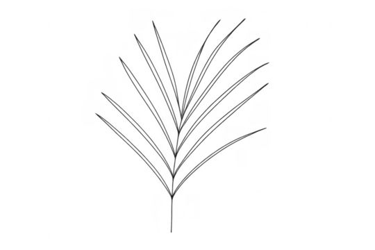 Minimalist botanical line art drawing leaf with transparent background