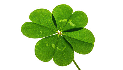 Four-leaf clover, radiating, vivid green, on black background