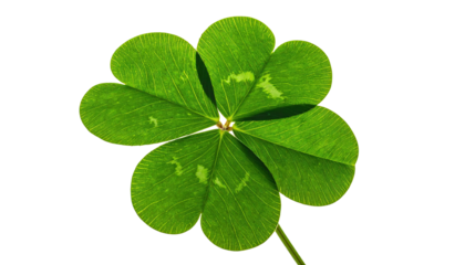 Four-leaf clover, radiating, vivid green, on black background