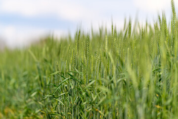 A picturesque lush green wheat field stretches out beautifully under a clear blue sky