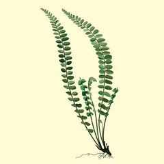 Asplenium Platyneuron Plant Vector Design