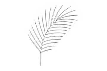 Palm leaf shadow overlay casting tropical design