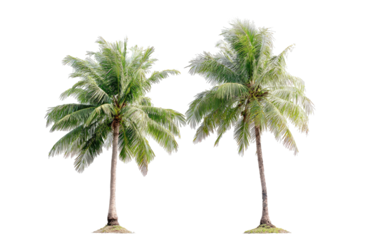 Two isolated tropical palm trees, green fronds, clear sky.