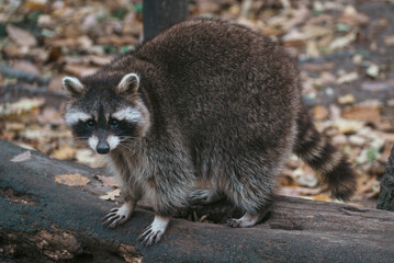 Cute raccoon © Vivien
