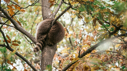 Raccoon resting on a tree