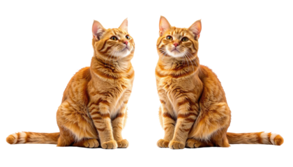 Symmetrical ginger tabby cats mirroring each other