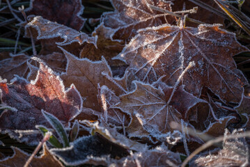 A SUNNY AUTUMN MORNING - A yellowed maple leaf in a field with ground frost

