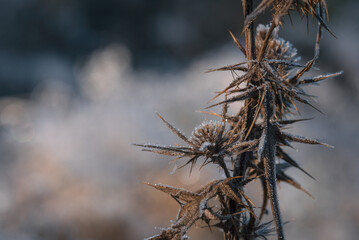 GROUND FROST - Hoarfrost on the dry thistle in forest