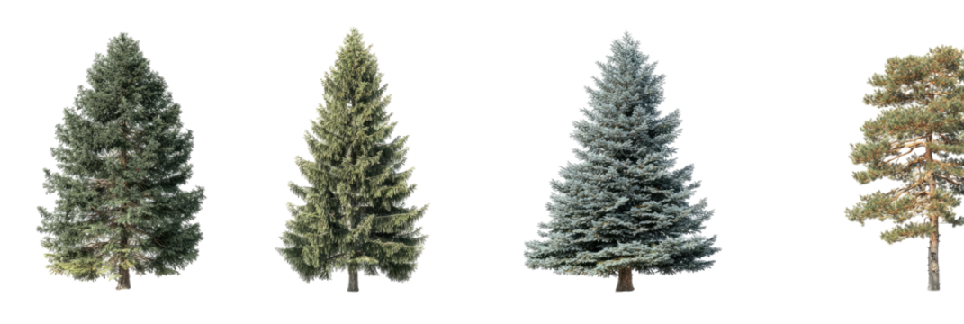 Four conifer trees isolated on a black background