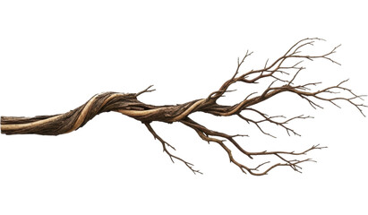 Gnarled dry twisted wood branch section on a transparent background, PNG image, PNG file