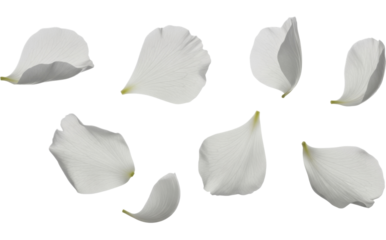  White delicate flower petals floating, translucent texture on a transparent background, PNG image.