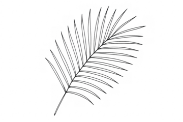 Tropical palm leaf drawing on transparent background