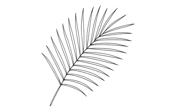 Tropical palm leaf drawing on transparent background