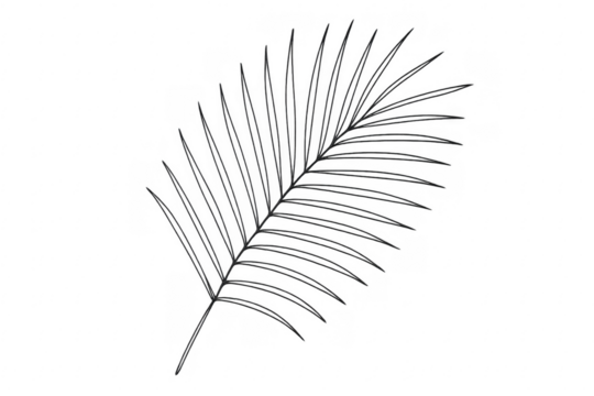 Tropical palm leaf drawing on transparent background