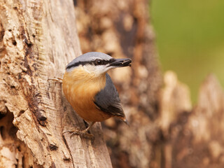 Close-up of an Eurasian Nuthatch, Sitta europaea perched on a tree trunk with a seed in its beak, photographed in the Royal Game Reserve, Prague.