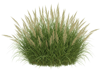 Isolated clump of ornamental grass, attractive landscaping plant for gardens and flowerbeds