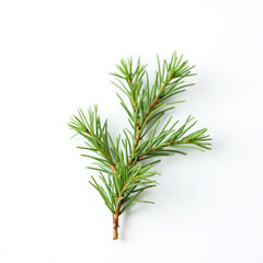 Fototapeta premium Single pine branch with green needles in minimal composition on white background 