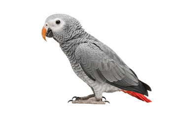 Isolated beautiful African grey parrot stands, side view, bright orange beak, tail feathers