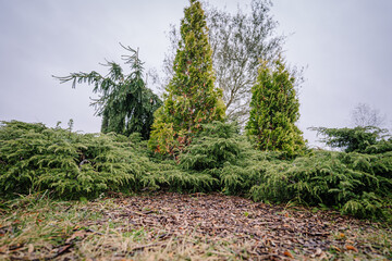 Lush green shrubs and conifer trees create a serene landscape under a cloudy sky, showcasing...