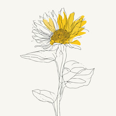 Elegant sunflower with continuous line art