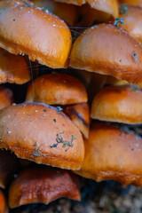 Closeup of velvet shank mushrooms showing their smooth texture and iconic round cap shape