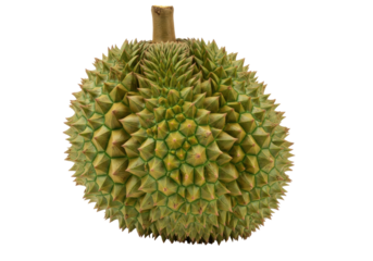 Isolated durian tropical exotic fruit closeup with thorny shell and stem in studio setting