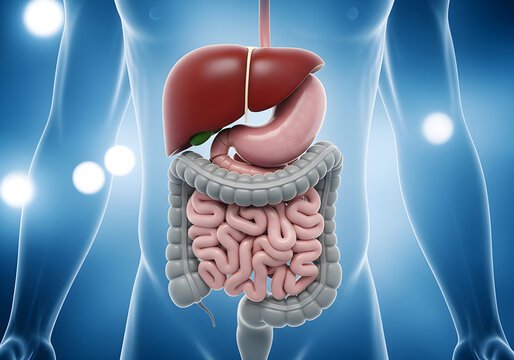 This detailed diagram highlights the major components of the human digestive system, including the stomach, liver, and intestines
