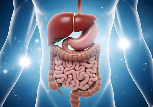 Human digestive system illustration showing organs and their functions