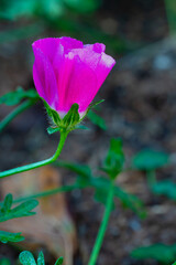 Winecup poppy mallow isolated in front of a darker and blurred background