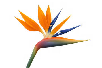 Bird of paradise flower with vibrant orange and blue petals, natural tropical plant, transparent background