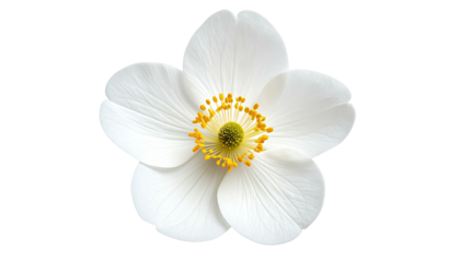 Elegant five-petal white flower with yellow stamen against black