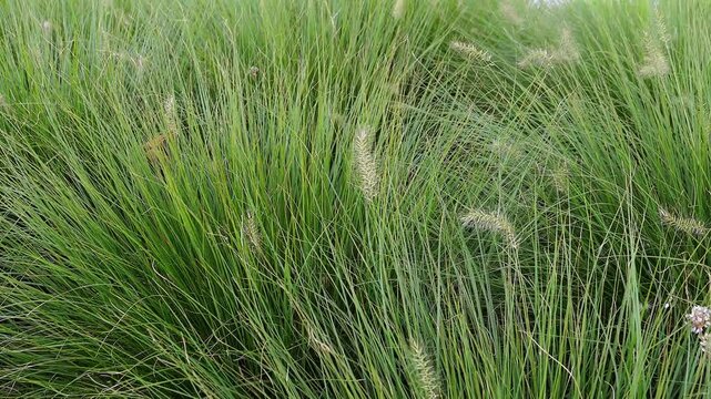 Ziergras, Grashalme bewegen sich im Wind