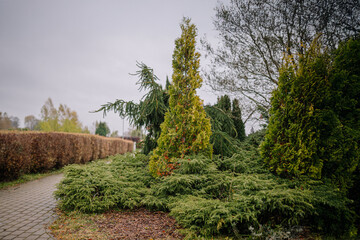 Lush green coniferous trees and shrubs line a winding pathway, creating a serene outdoor landscape with a cloudy sky and vibrant foliage, inviting peaceful strolls in nature