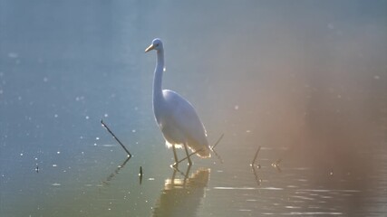 Egret standing still in the water during sunrise, patiently waiting for fish to appear.