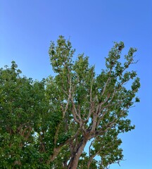 Vibrant green tree reaching for the blue sky