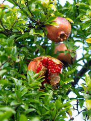 割れたザクロの実