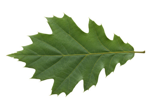 Isolated Quercus palustris leaf, pin oak foliage, autumnal color, forest tree, park, garden