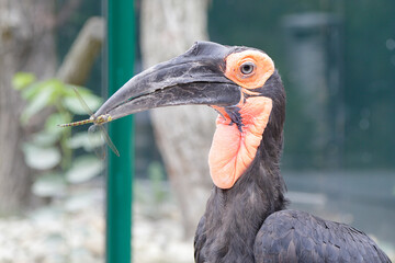 The southern ground hornbill (Bucorvus leadbeateri) with a dragonfly in its beak