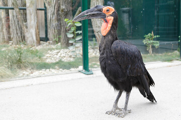 The southern ground hornbill (Bucorvus leadbeateri) with a dragonfly in its beak