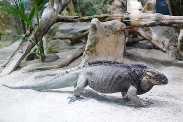 The rhinoceros iguana (Cyclura cornuta)