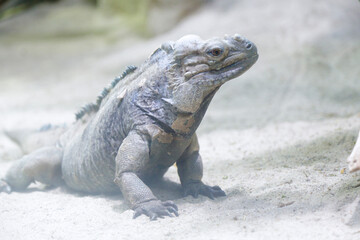 The rhinoceros iguana (Cyclura cornuta)