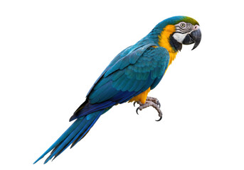Isolated Blue-and-Yellow Macaw, a Colorful Parrot Perched, Wildlife Exotic Pet Bird