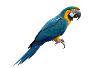 Isolated Blue-and-Yellow Macaw, a Colorful Parrot Perched, Wildlife Exotic Pet Bird