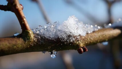 Close-up of a frosty branch with ice crystals, a melting icicle, and a hanging water droplet against a blue winter sky. Concept Winter Macro Photography, Frosty Branch, Ice Crystals, Melting Icicle