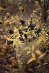 Still life. A photo of a bag with wolfberry branches.